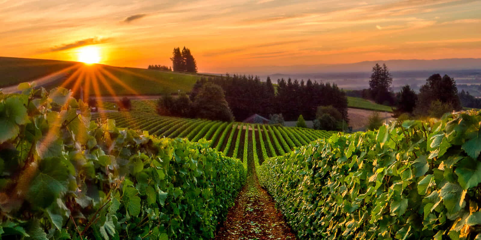Sunset Vineyards Oregon